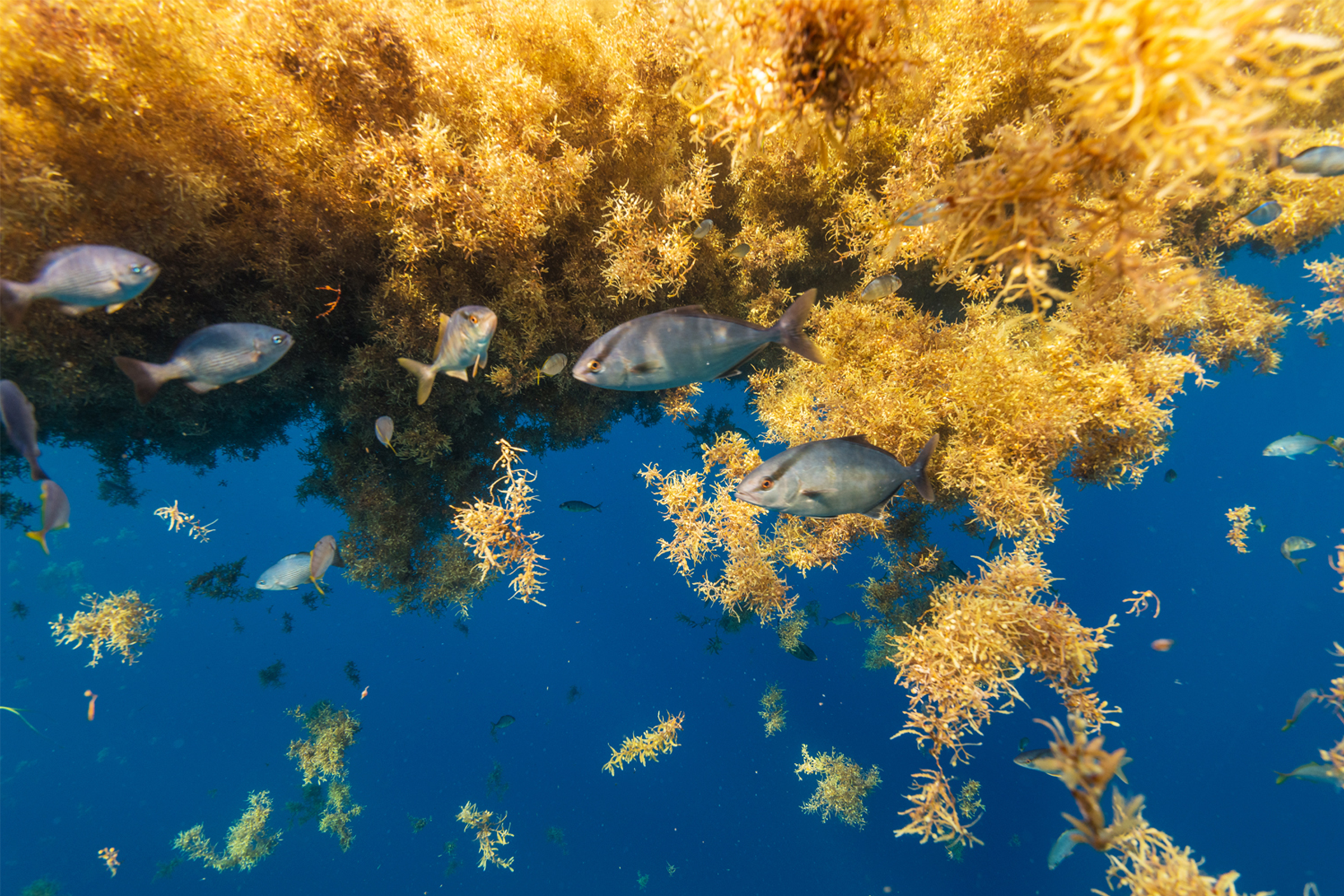 Fish swimming in the ocean by seaweed.